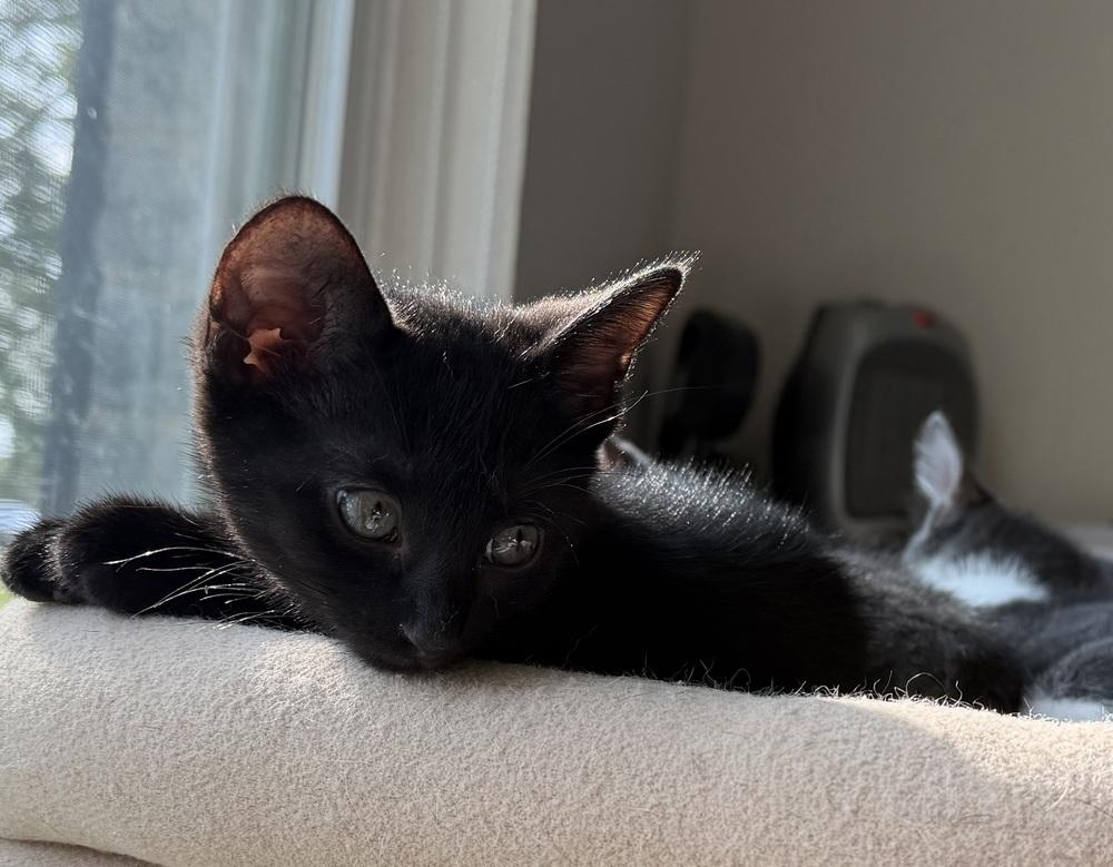 Enlarge Muse, a Adoptable mixed breed in Richardson, TX image 5/6