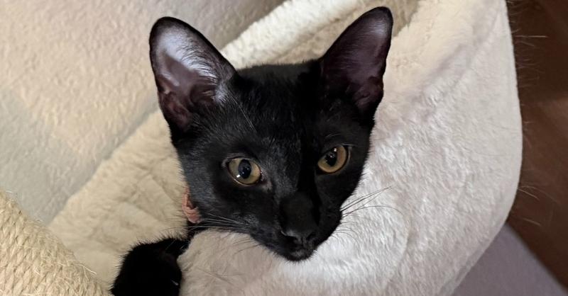 Enlarge Muse, a Adoptable mixed breed in Richardson, TX image 4/4