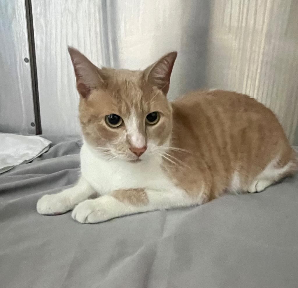 Jack, Adoptable, Adult Male Manx.