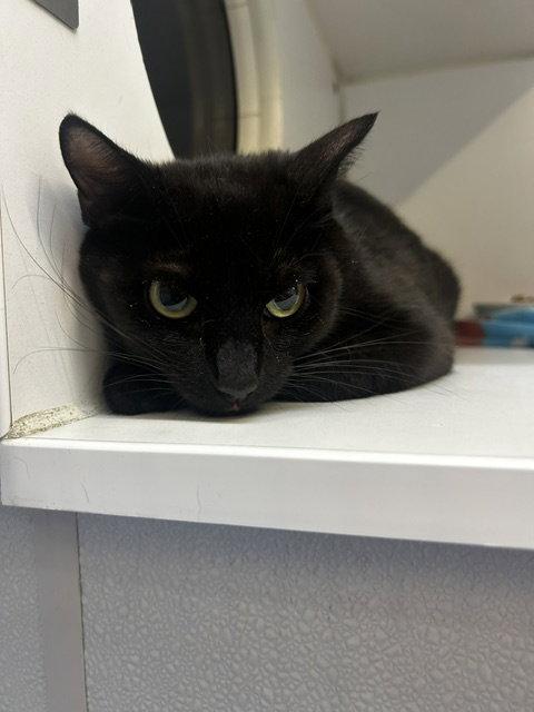 Shadow 2 yrs old female, Adoptable, Young Female Domestic Short Hair.