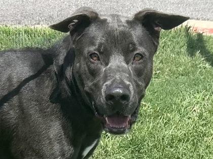 Smokey, Adult Male Mixed Breed