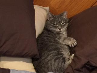 Luna, a Adoptable mixed breed in Clifton, NJ image 1/6