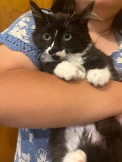 Dawn, Young Male Domestic Medium Hair