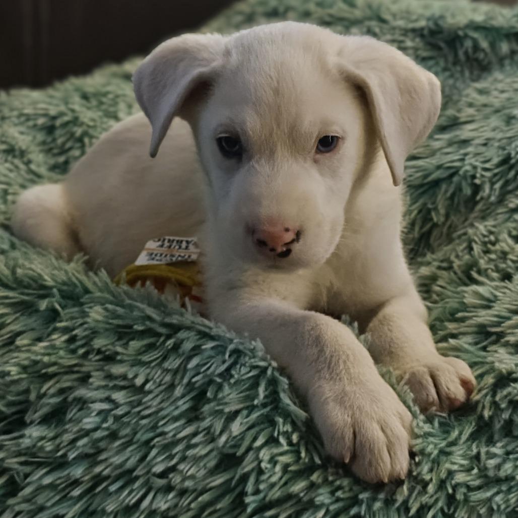 Bernie, Adoptable, Puppy Male Mixed Breed.