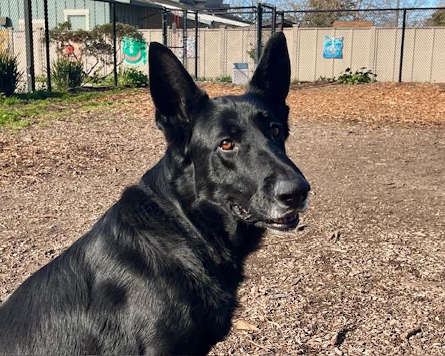 APOLLO, Adoptable, Adult Male German Shepherd Dog.