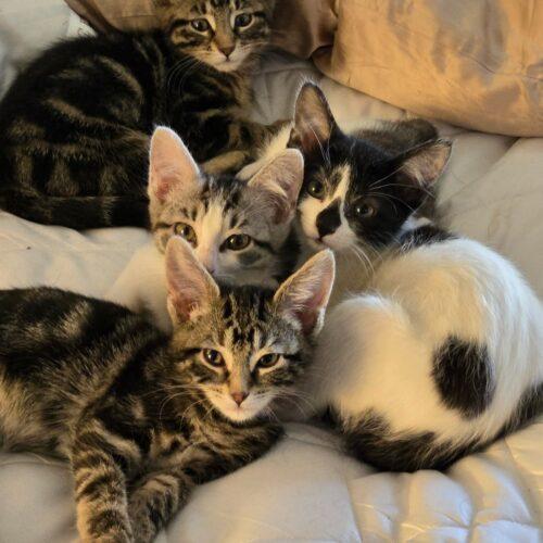 Banjo, Adoptable, Kitten Male Domestic Short Hair.