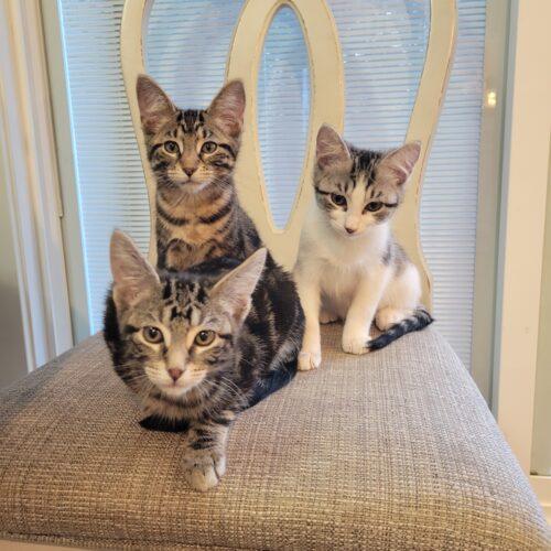 Enlarge Banjo, a Adoptable Domestic Short Hair in Kenosha, WI image 2/5