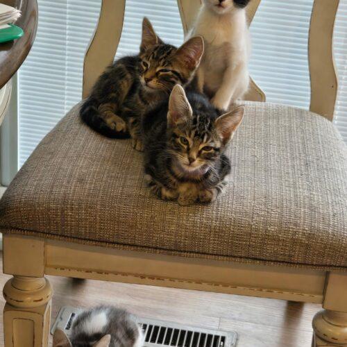 Enlarge Banjo, a Adoptable Domestic Short Hair in Kenosha, WI image 3/5