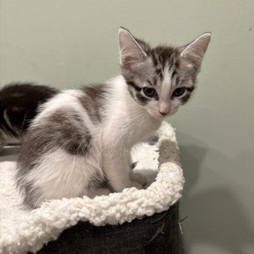 Enlarge Banjo, a Adoptable Domestic Short Hair in Kenosha, WI image 4/5