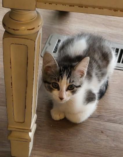 Enlarge Banjo, a Adoptable Domestic Short Hair in Kenosha, WI image 5/5