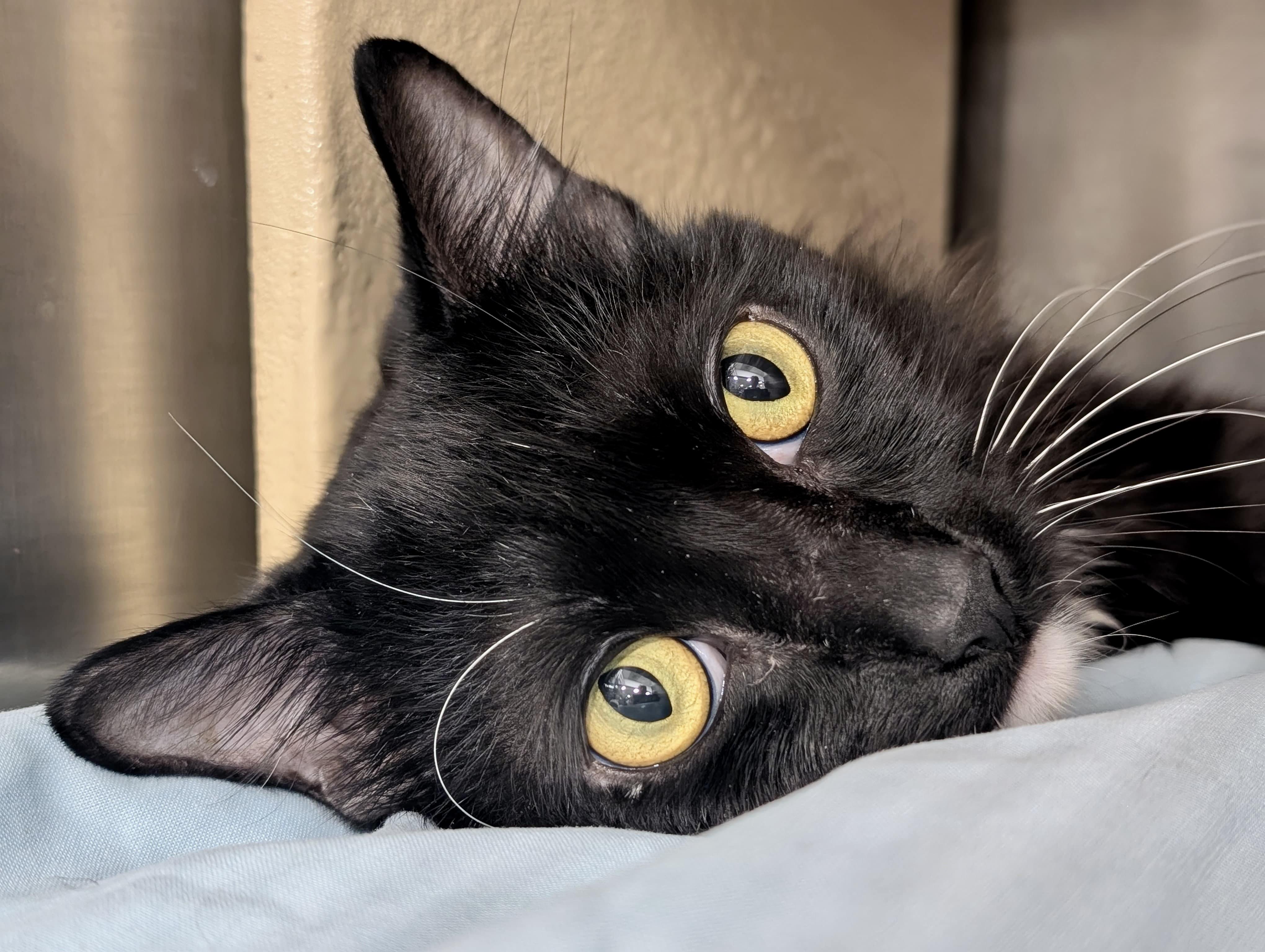Enlarge Fergus, a Adoptable Tuxedo in San Juan Capistrano, CA image 3/3