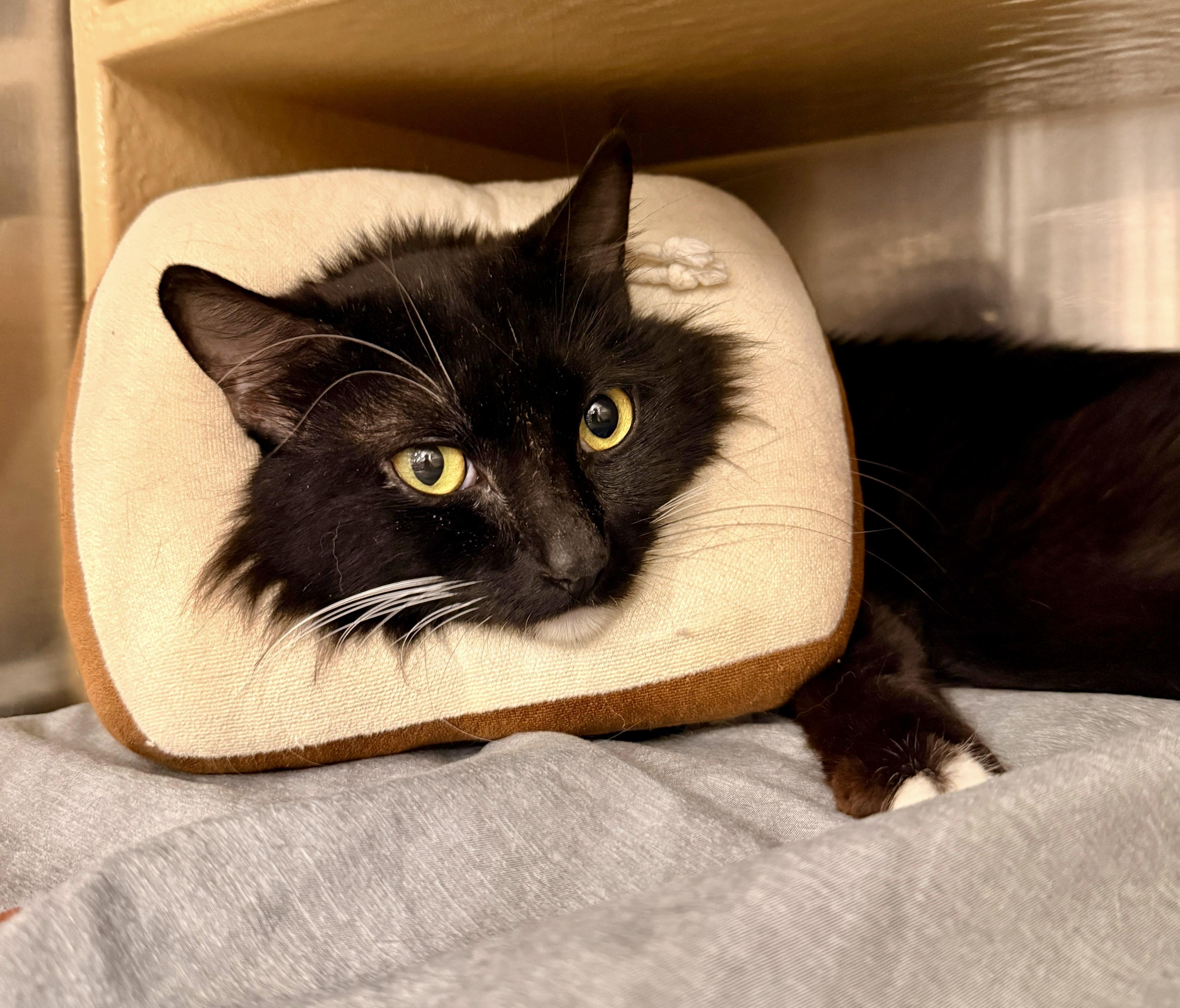 Enlarge Fergus, a Adoptable Tuxedo in San Juan Capistrano, CA image 2/2