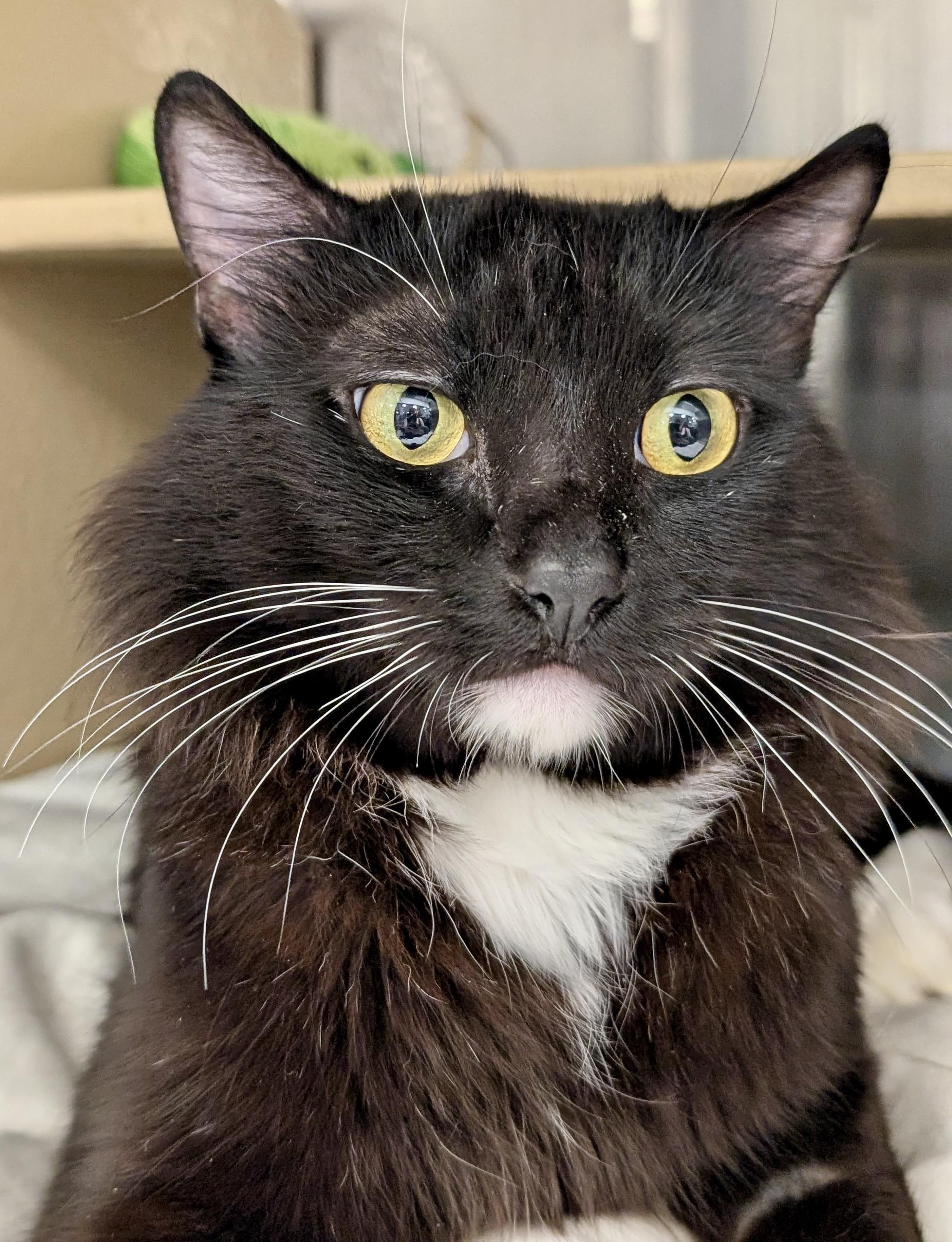 Enlarge Fergus, a Adoptable Tuxedo in San Juan Capistrano, CA image 1/3