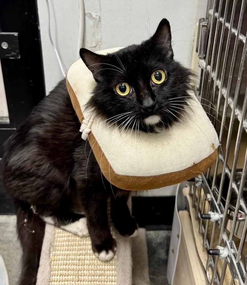 Fergus, Adoptable, Adult Male Tuxedo.