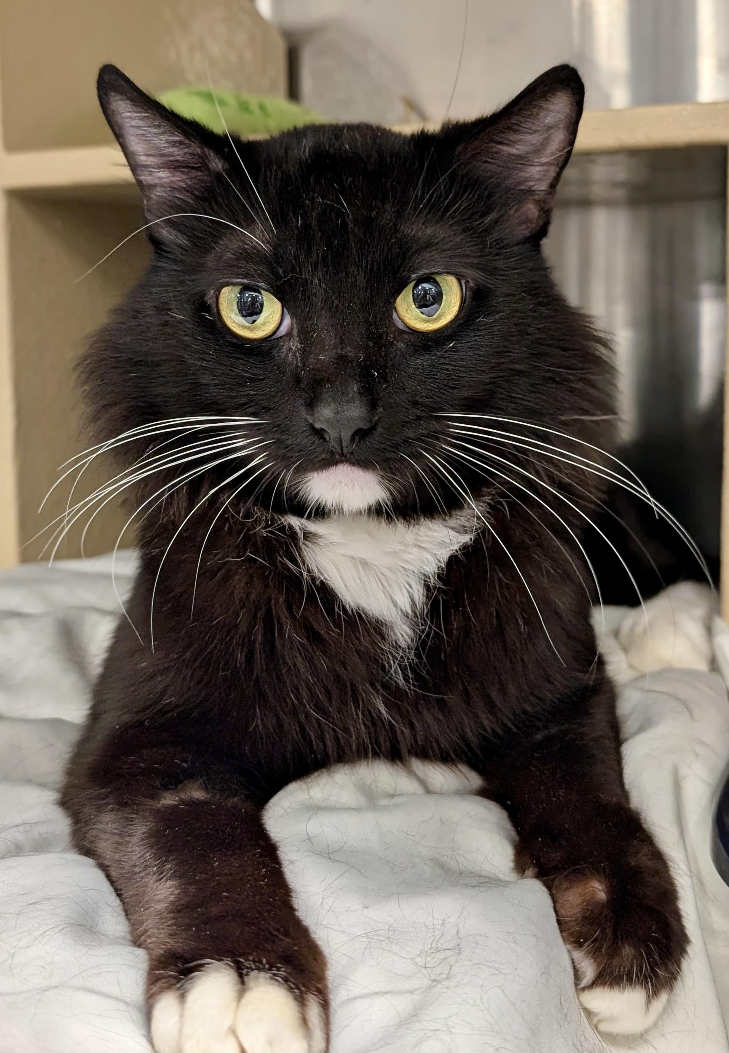 Enlarge Fergus, a Adoptable Tuxedo in San Juan Capistrano, CA image 2/3