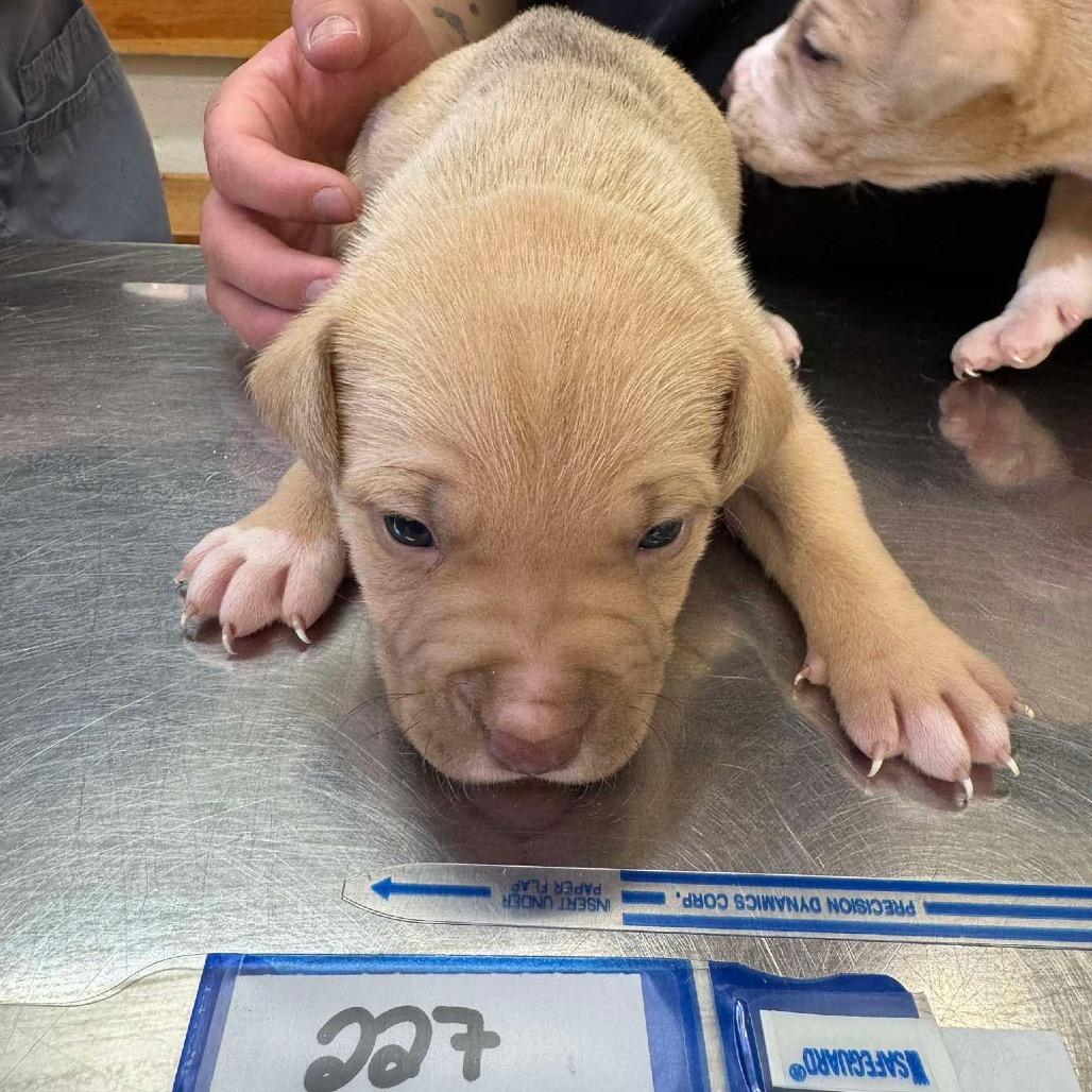 227 (2026) Vega, Adoptable, Puppy Female Pit Bull Terrier.