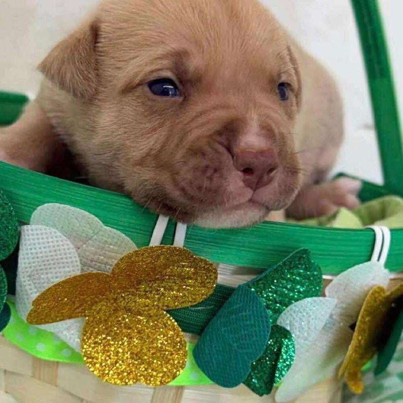 Enlarge 227 (2026) Vega, a Adoptable mixed breed in Parker, CO image 2/4