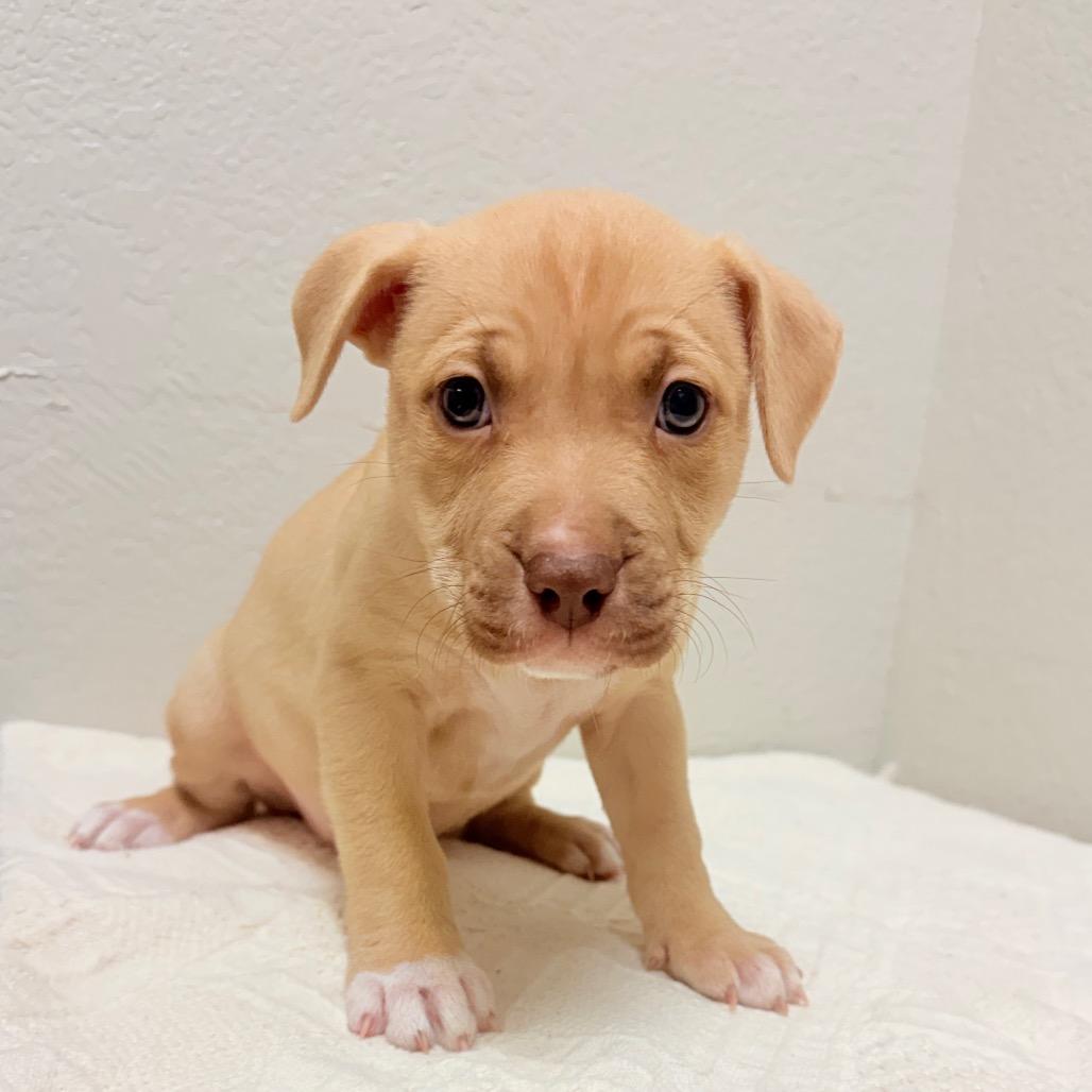 Enlarge 227 (2026) Vega, a Adoptable mixed breed in Parker, CO image 3/4