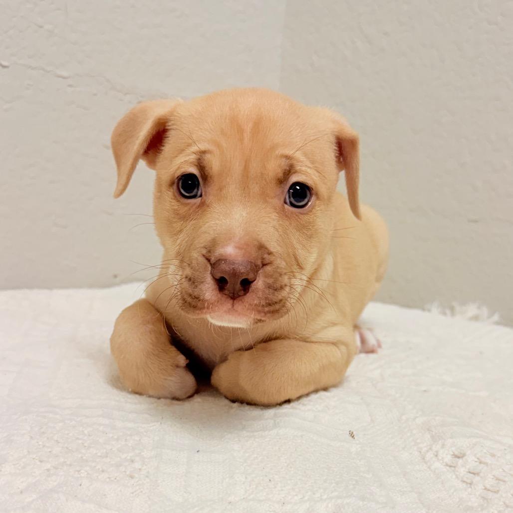 Enlarge 227 (2026) Vega, a Adoptable mixed breed in Parker, CO image 4/4