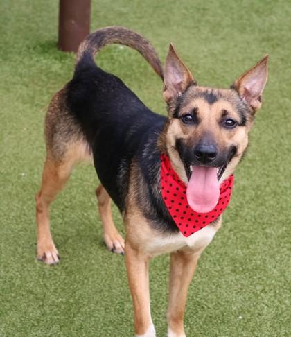 Enlarge Dandelion, a ADOPTABLE Mixed Breed in Athens, GA image 2/3