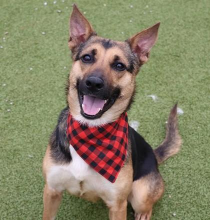 Enlarge Dandelion, a ADOPTABLE Mixed Breed in Athens, GA image 1/3