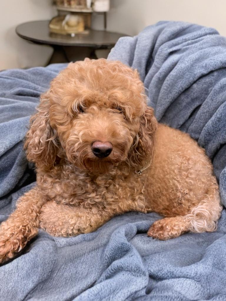 Tucker, Adoptable, Adult Male Poodle (Toy).