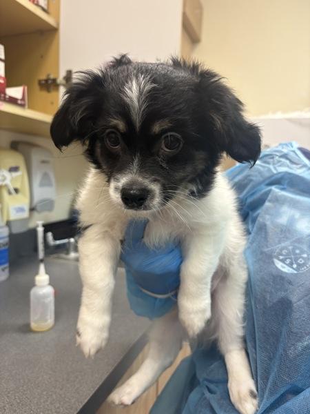 Enlarge Mango, a Adoptable mixed breed in Kennewick, WA image 1/1