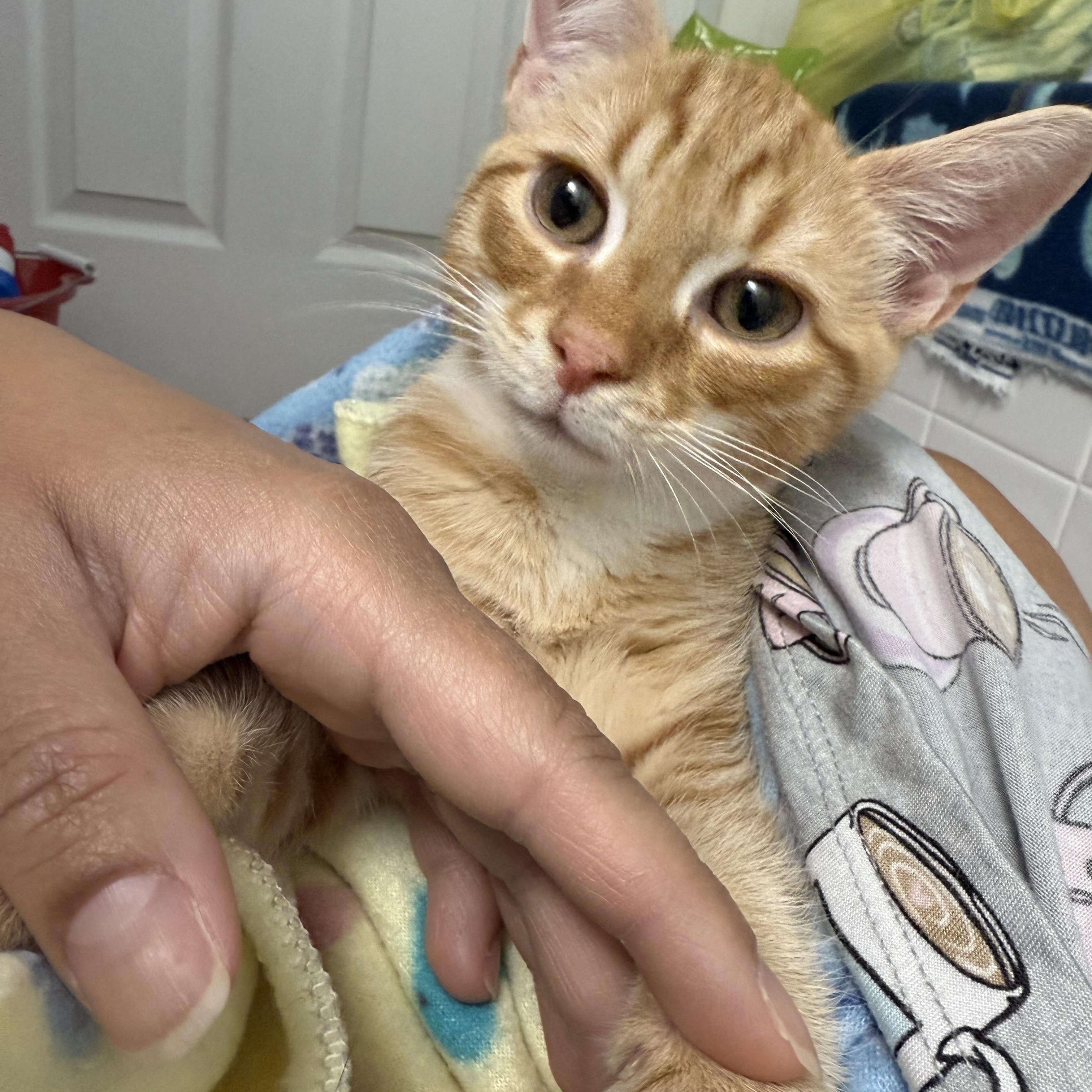 Jasper, a Adoptable Domestic Short Hair in Providence Forge, VA image 3/5