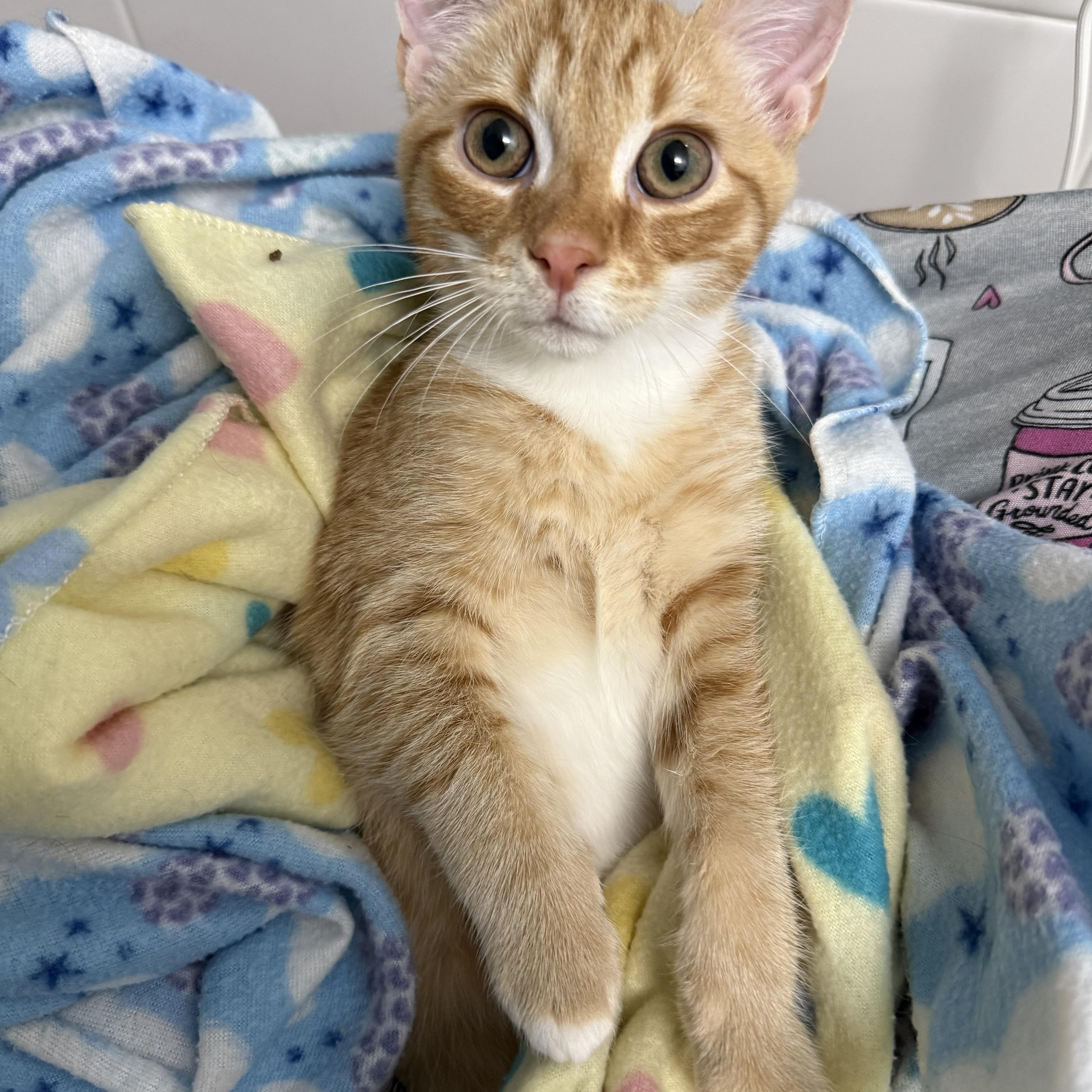 Jasper, a Adoptable Domestic Short Hair in Providence Forge, VA image 5/5