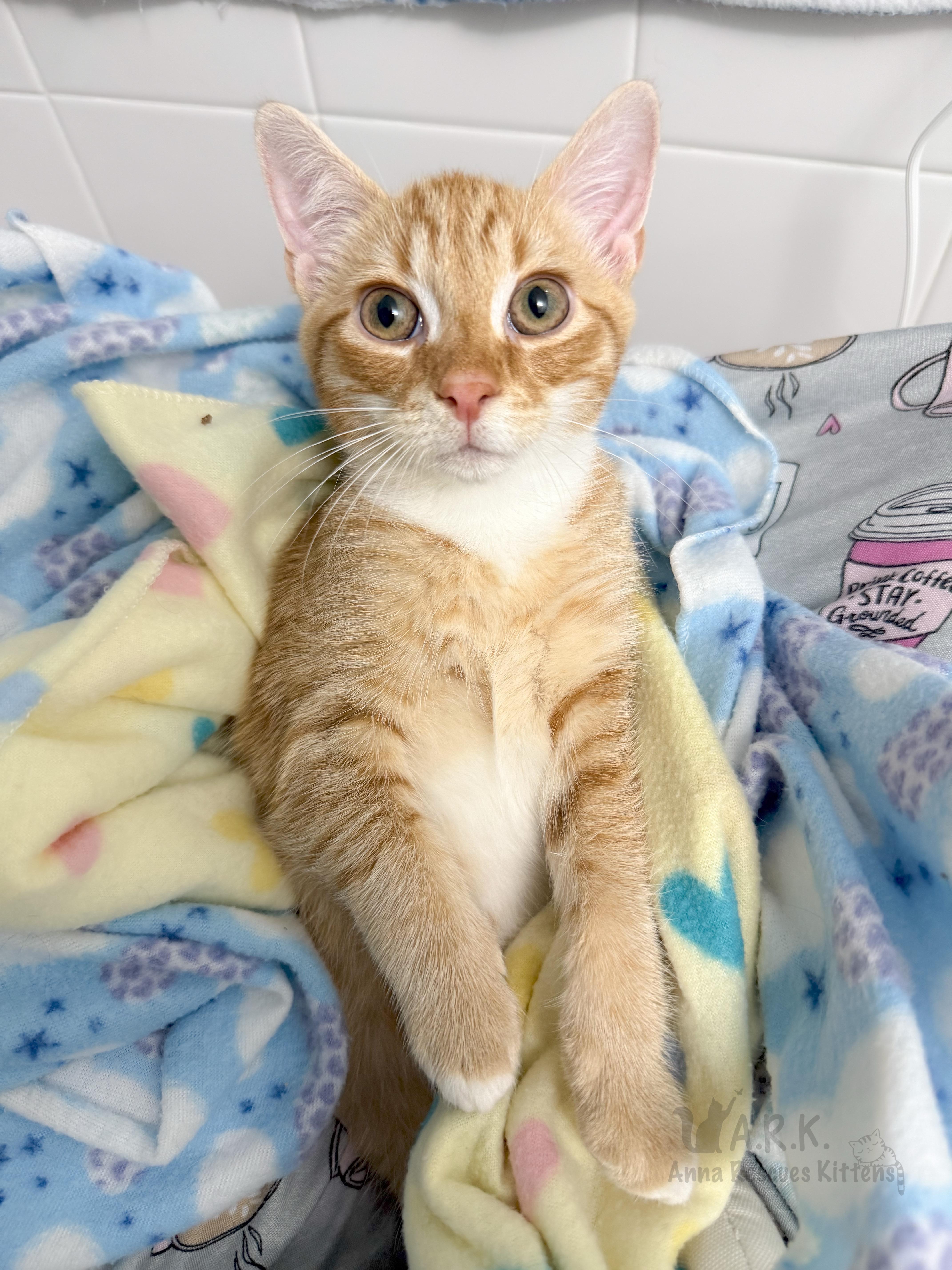 Jasper, a Adoptable Domestic Short Hair in Providence Forge, VA image 2/5