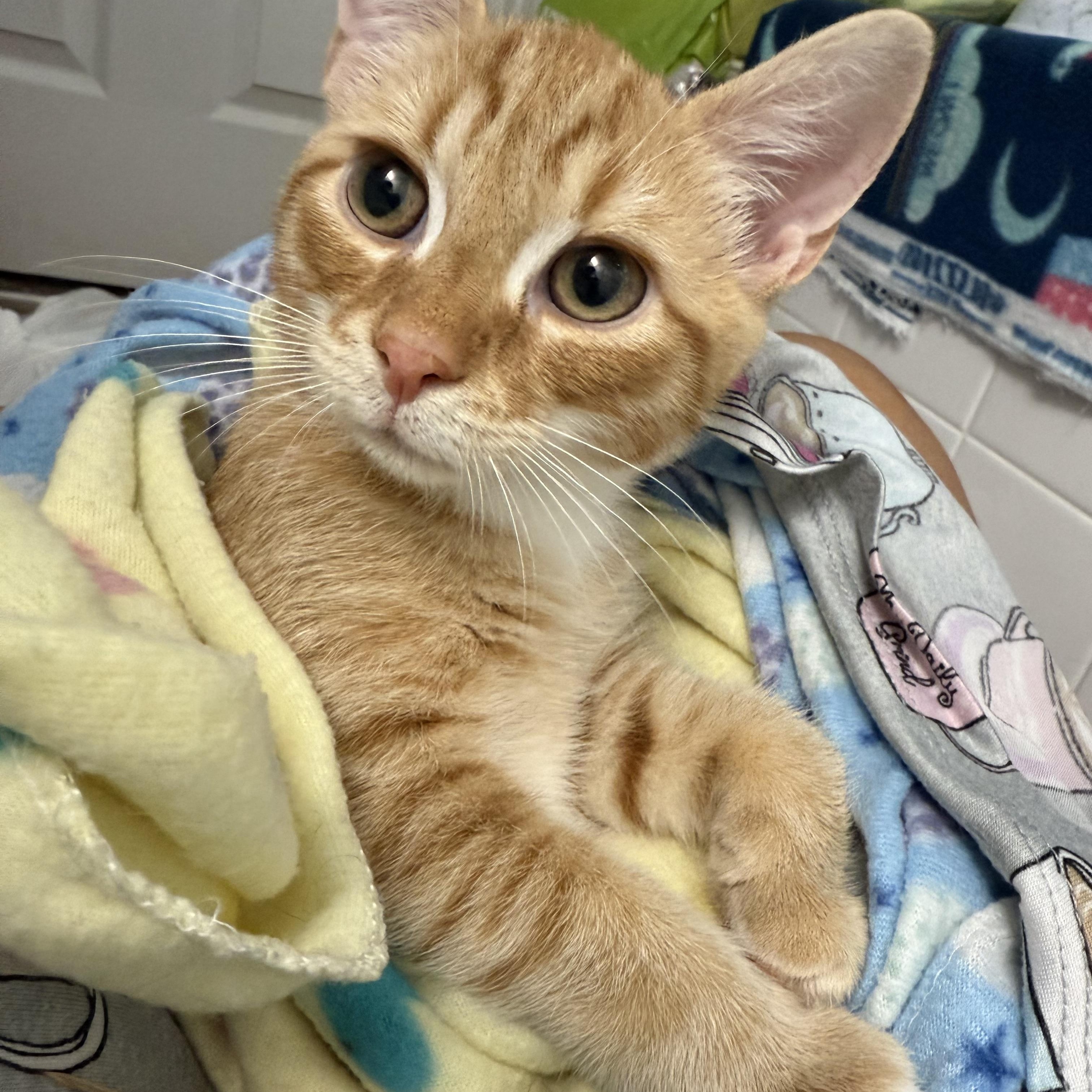 Jasper, a Adoptable Domestic Short Hair in Providence Forge, VA image 4/5