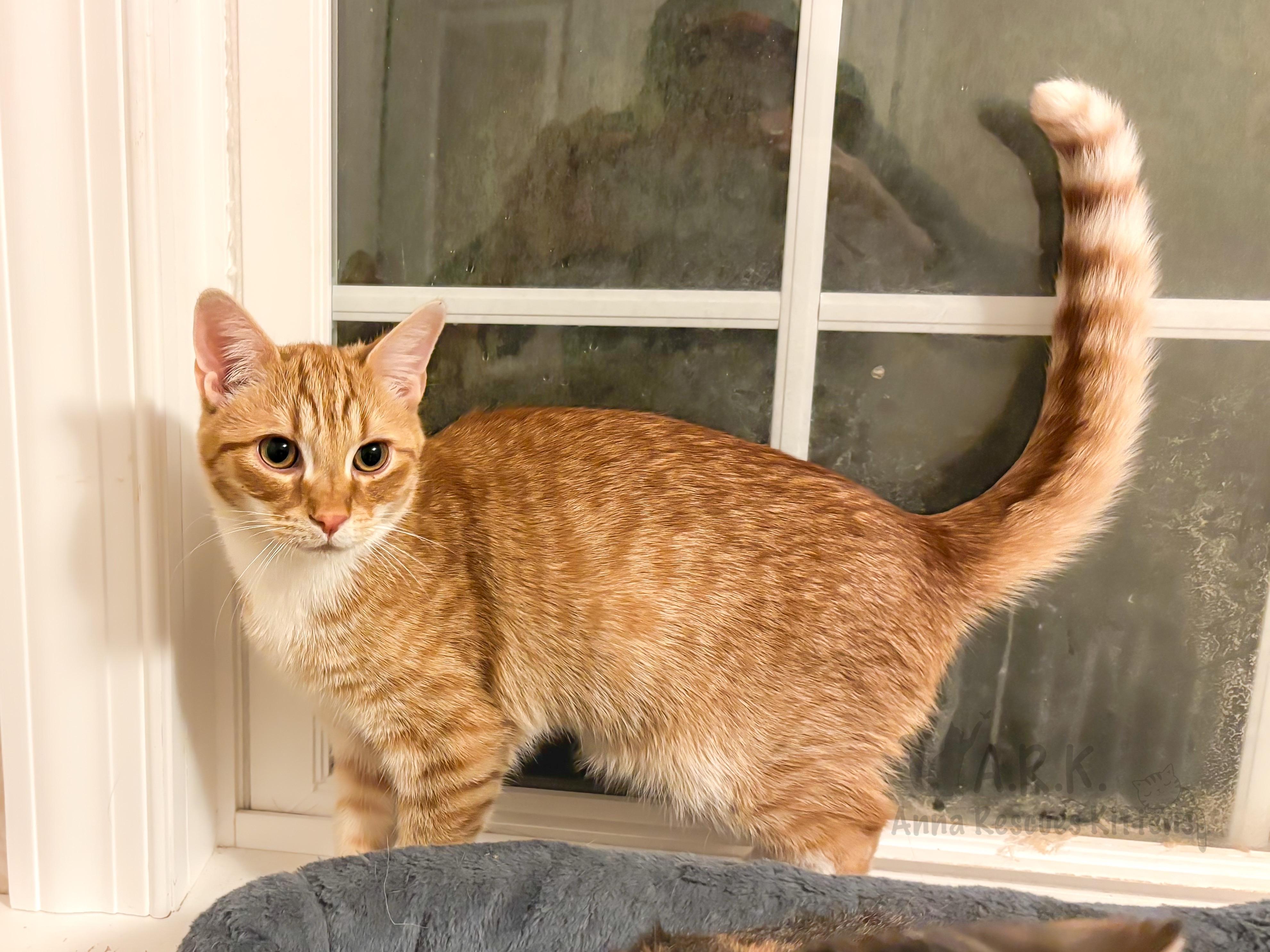 Jasper, a Adoptable Domestic Short Hair in Providence Forge, VA image 1/5