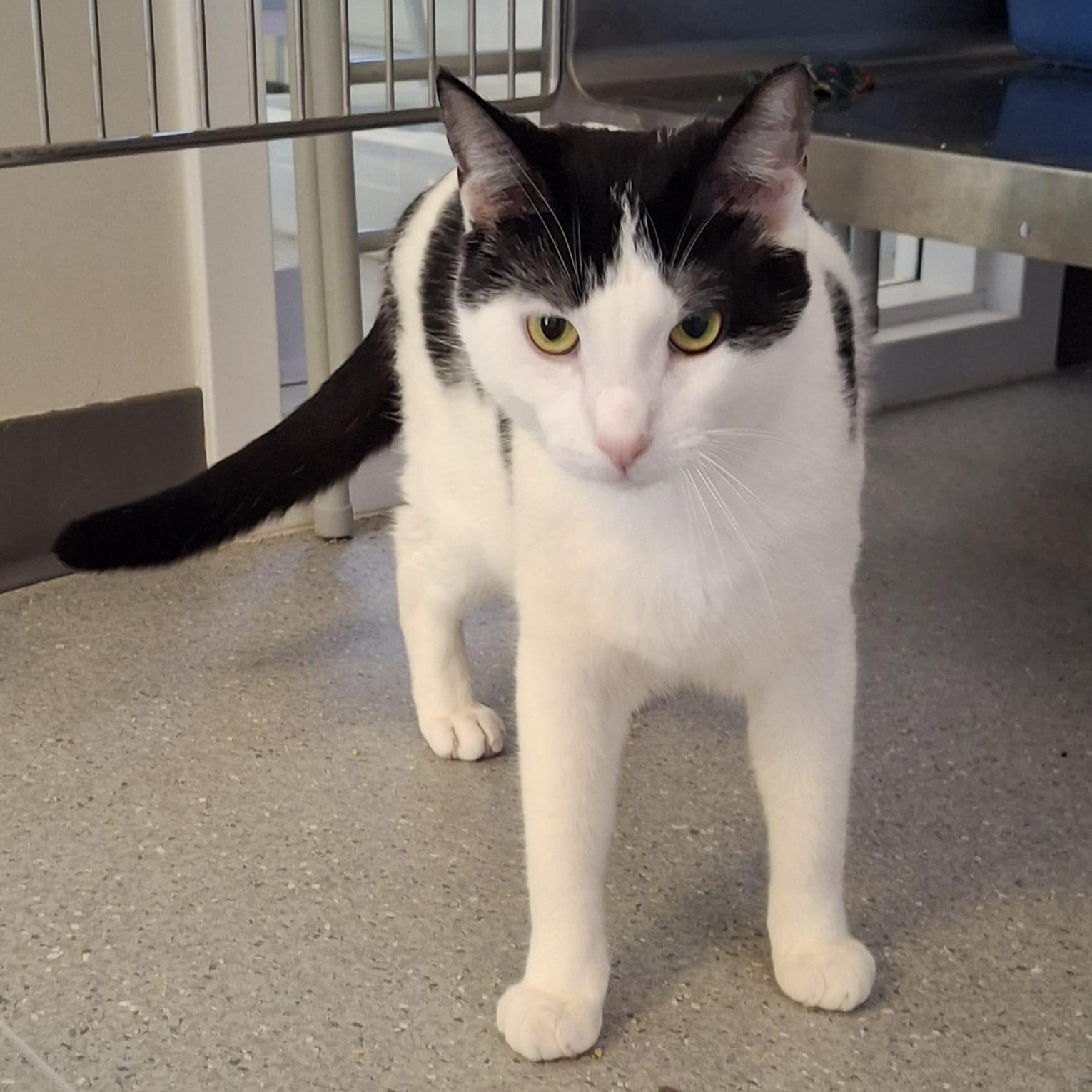 Snoopy (bonded with Charlie), adopted, Young Male Domestic Short Hair.