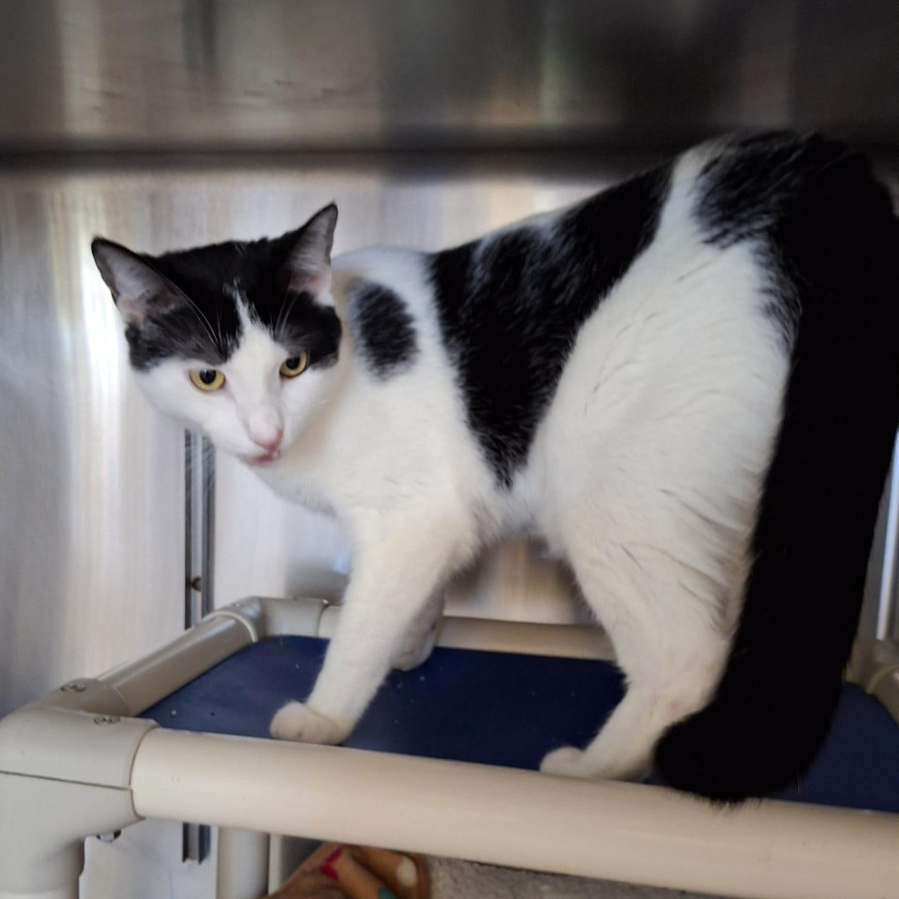 Enlarge Snoopy (bonded with Charlie), an adopted mixed breed in Everett, ON image 2/2