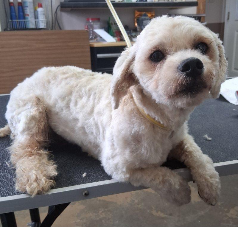 26-097, Adoptable, Adult Male Lhasa Apso & Shih Tzu.