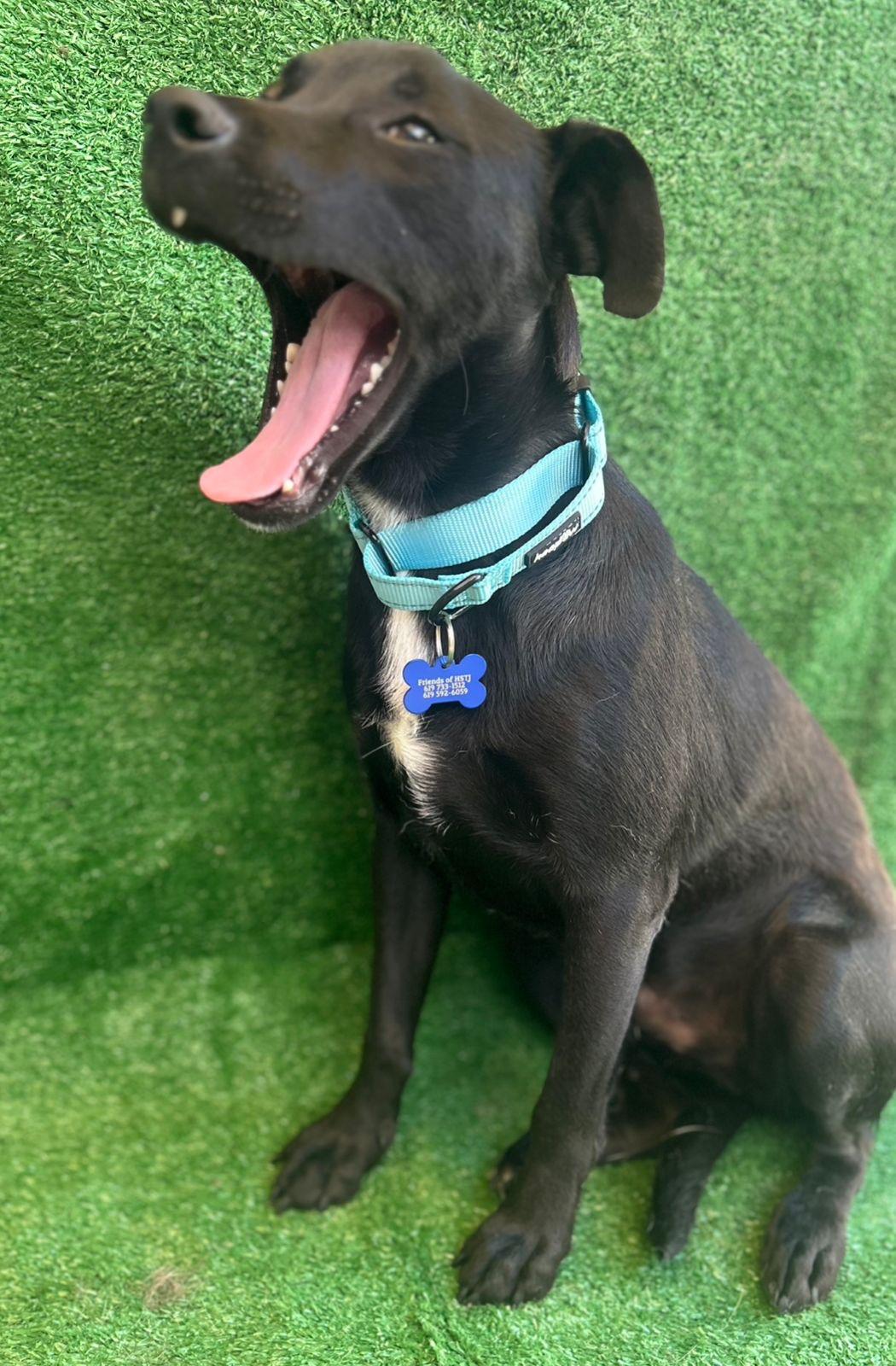 Tito, a Adoptable Mixed Breed in San Ysidro, CA image 5/6