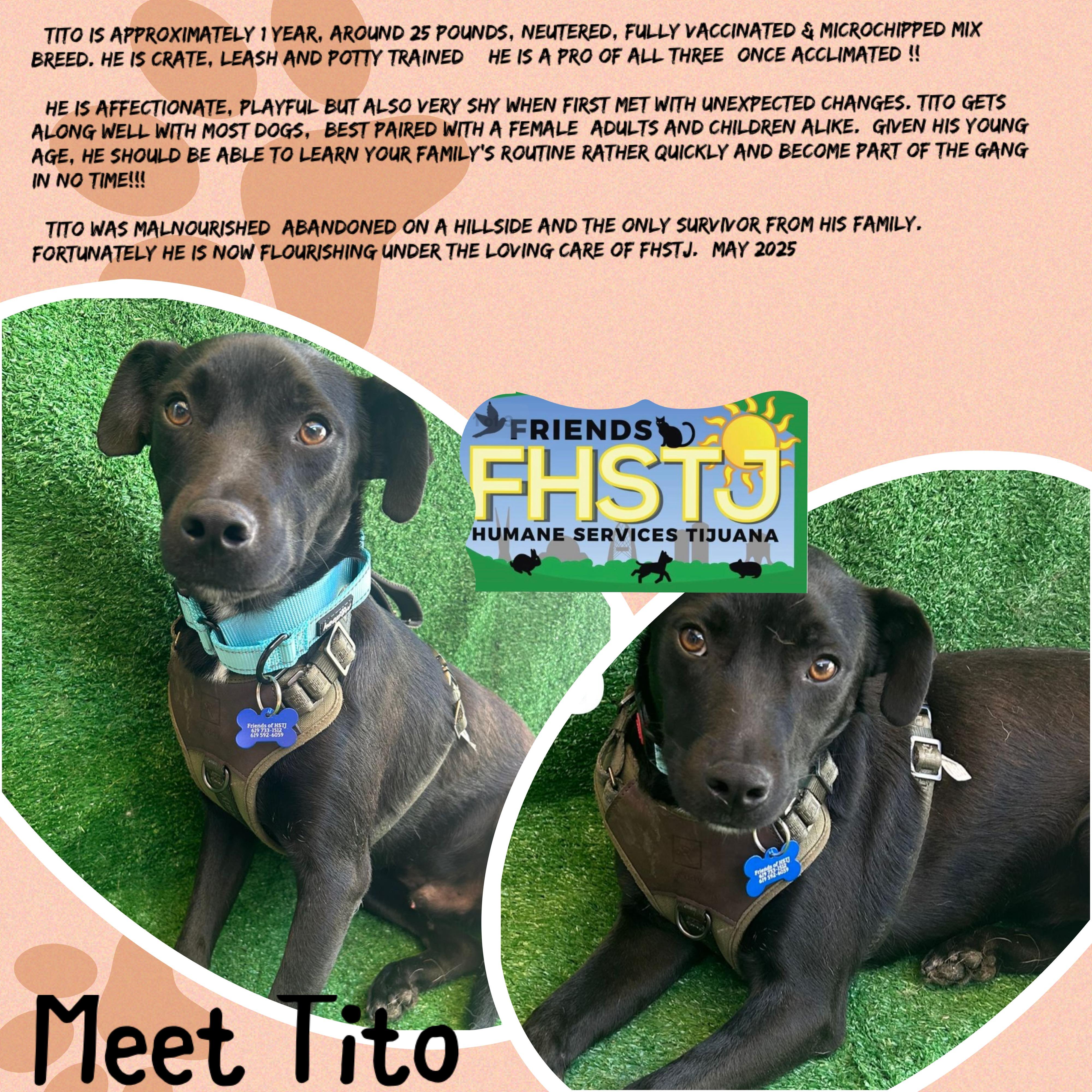 Tito, a Adoptable Mixed Breed in San Ysidro, CA image 3/6