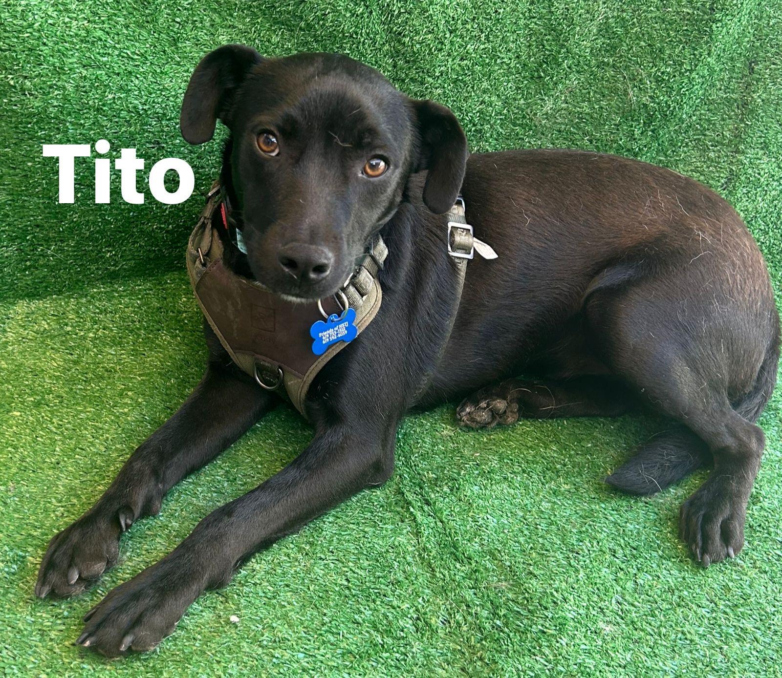 Tito, a Adoptable Mixed Breed in San Ysidro, CA image 6/6