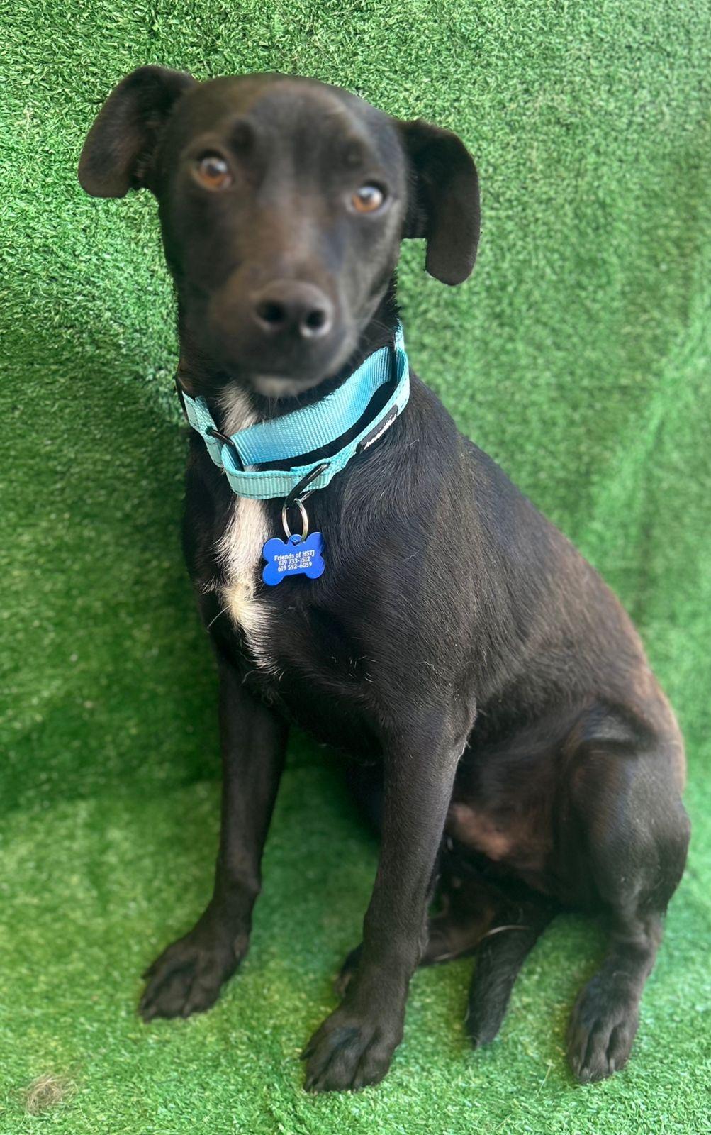 Tito, a Adoptable Mixed Breed in San Ysidro, CA image 4/6