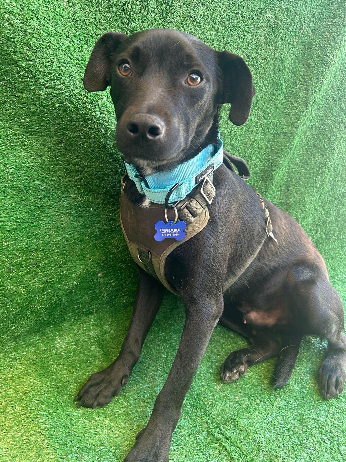 Tito, a Adoptable Mixed Breed in San Ysidro, CA image 1/6