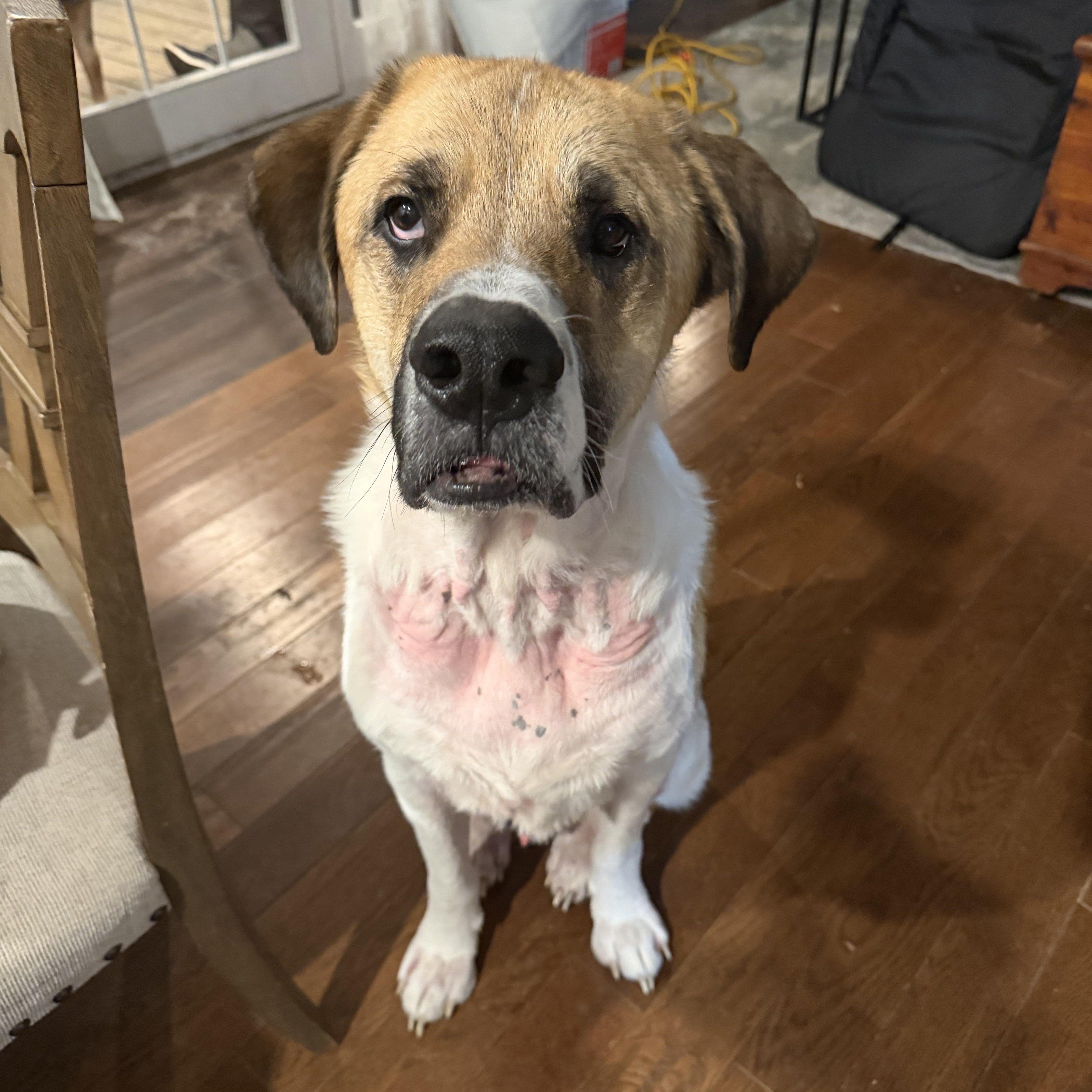 Bumble, ADOPTABLE, Adult Male Saint Bernard.