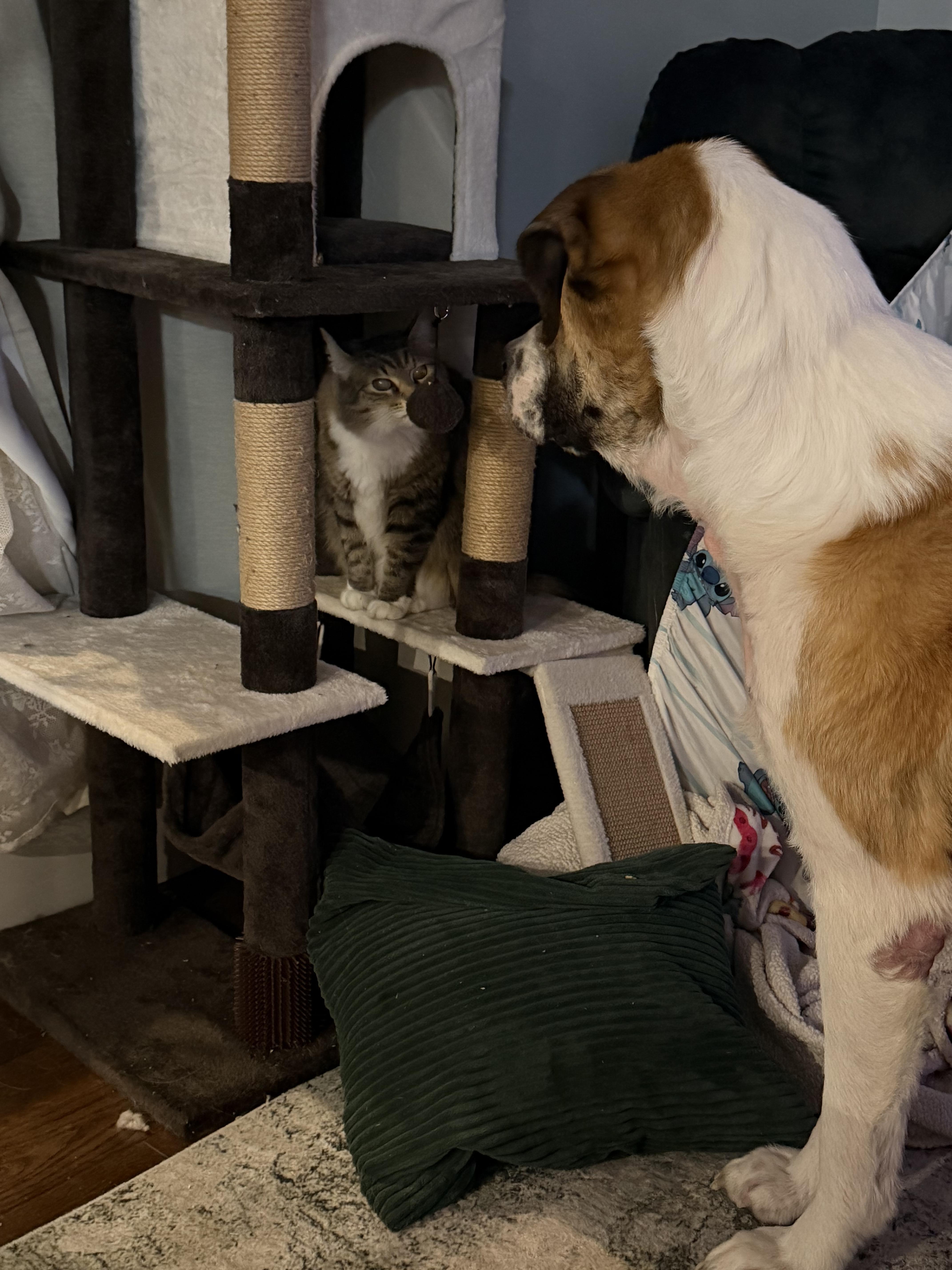 Enlarge Bumble, a ADOPTABLE mixed breed in Hindsboro, IL image 4/4