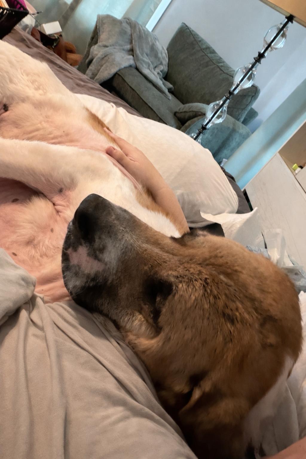 Enlarge Bumble, a ADOPTABLE mixed breed in Hindsboro, IL image 3/4