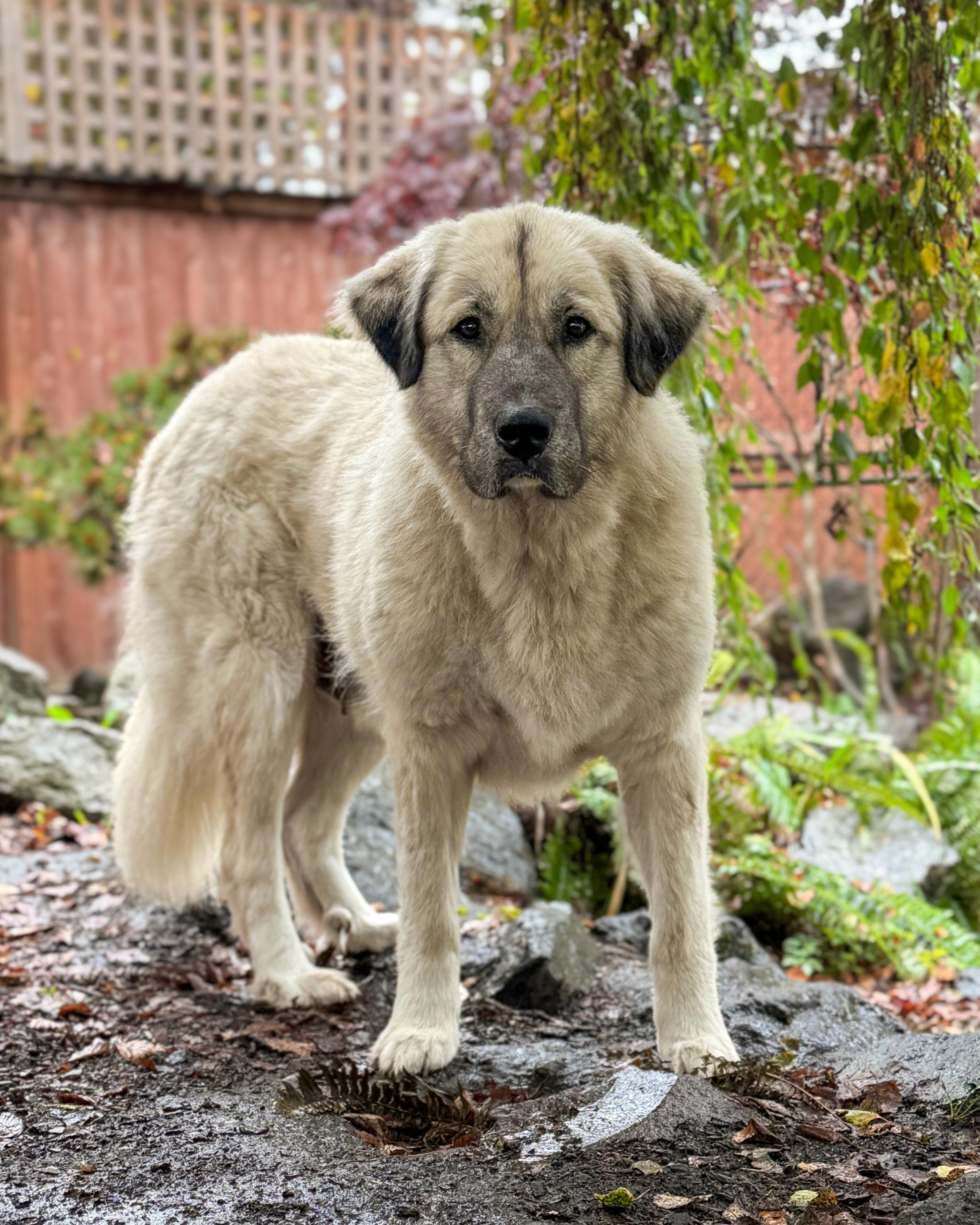 Trinity, Adoptable, Adult Female Anatolian Shepherd.