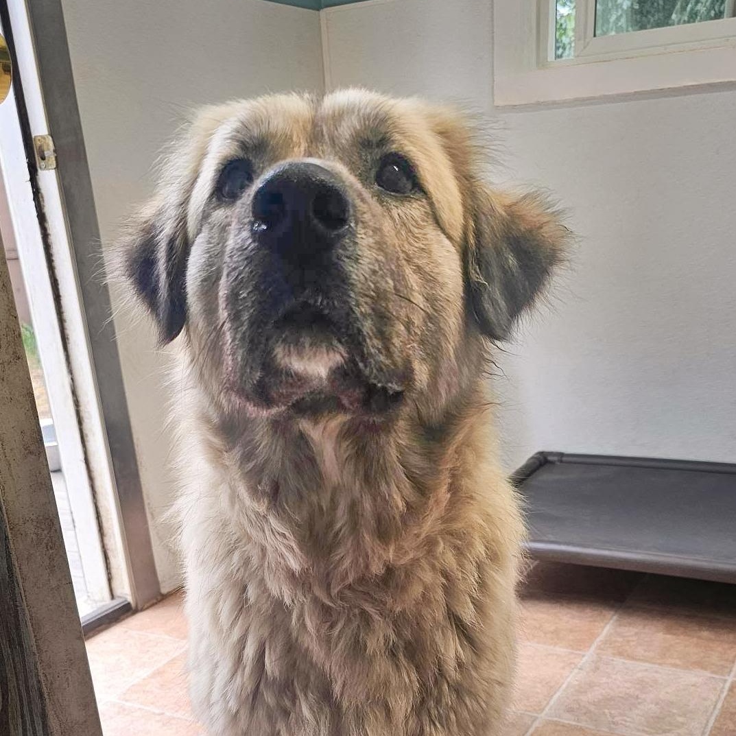 Enlarge Trinity, a Adoptable mixed breed in Sequim, WA image 4/5