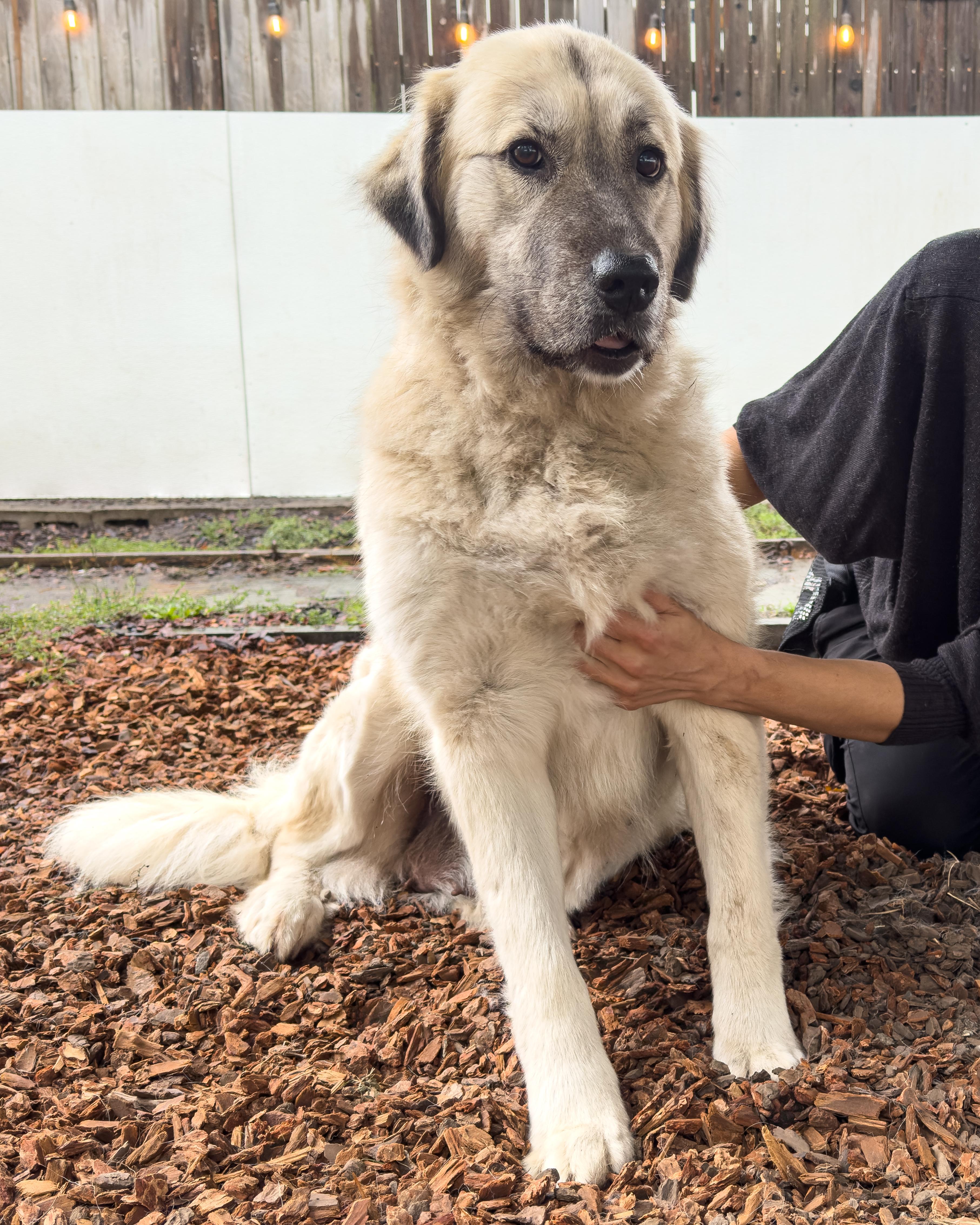 Enlarge Trinity, a Adoptable mixed breed in Sequim, WA image 2/5