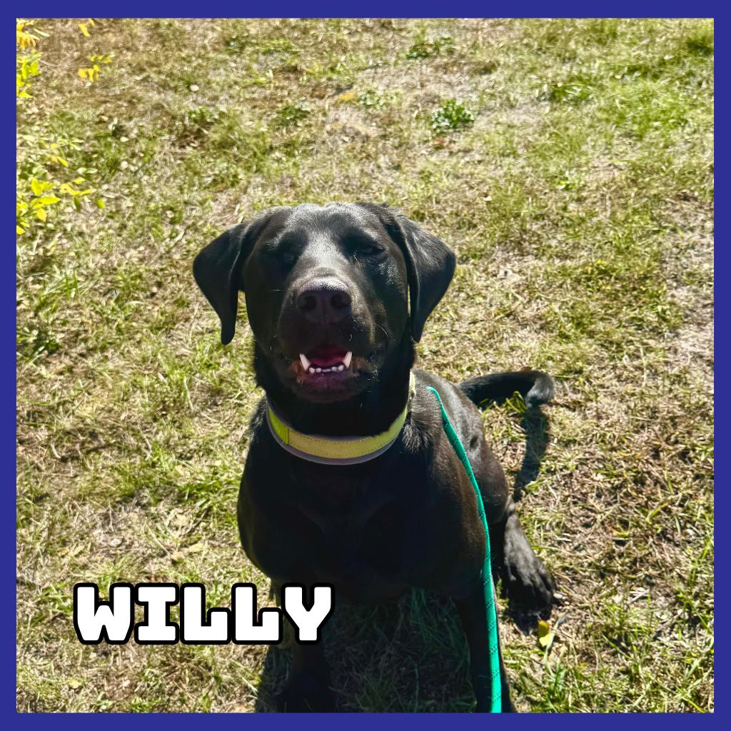 Willy, Adoptable, Adult Male Black Labrador Retriever.