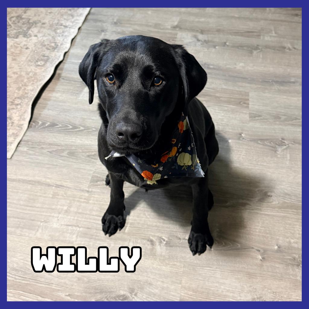 Enlarge Willy, a Adoptable Black Labrador Retriever in Glenwood, MN image 2/2