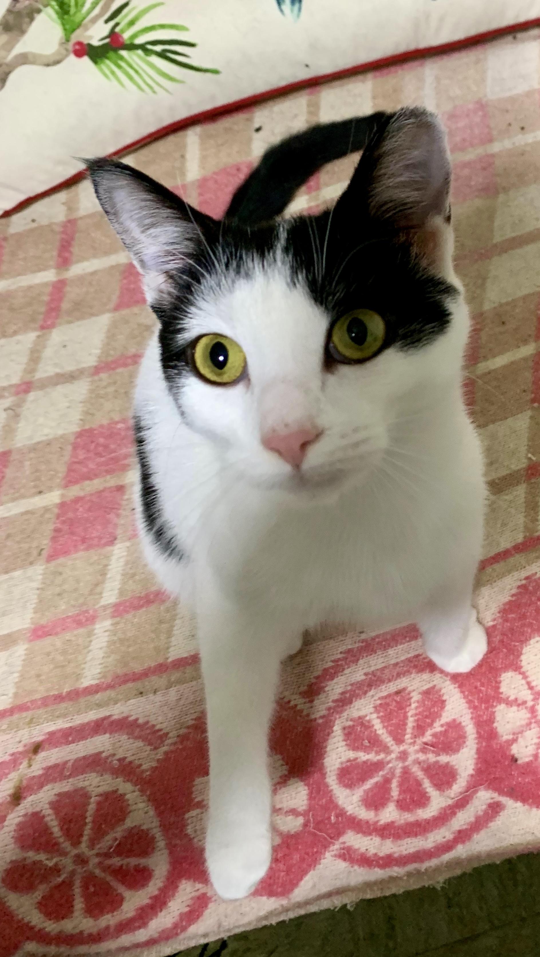 Vanessa, a Adoptable Domestic Short Hair in East Amherst, NY image 2/4