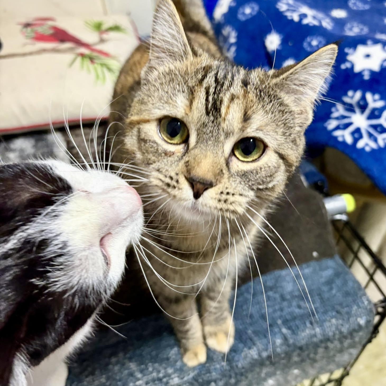 Enlarge Vanessa, a Adoptable Domestic Short Hair in East Amherst, NY image 6/6